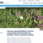 Veurnse natuurliefhebbers dromen van grootste bloemenweide van Benelux Gazon is groene woestijn | VRT NWS nieuws